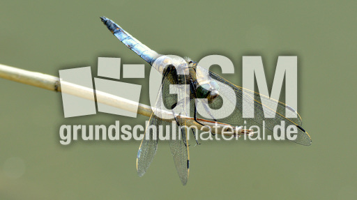 Blaugrüne Mosaikjungfer (13).jpg